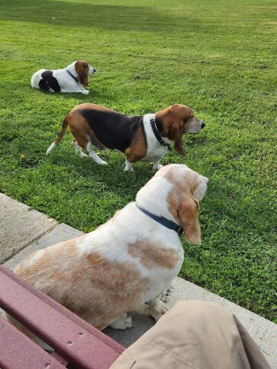 Woodsdale Park - Toledo, OH