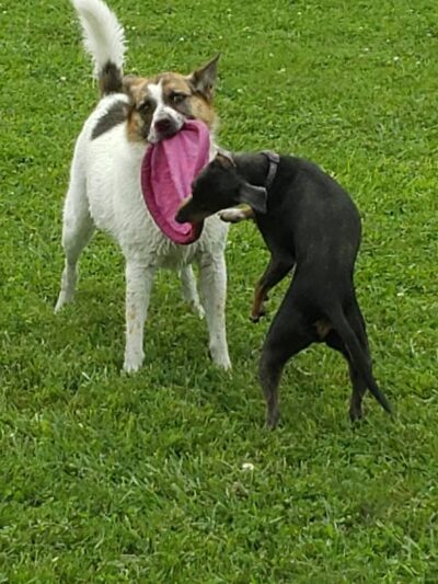 Woodsdale Park - Toledo, OH