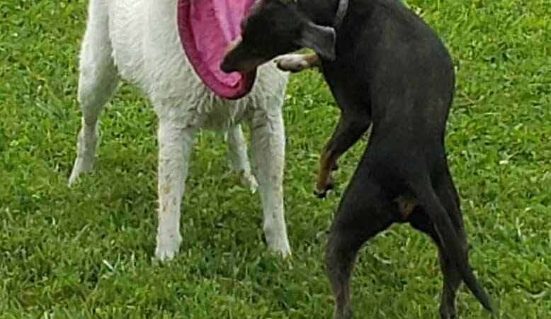 Woodsdale Park - Toledo, OH