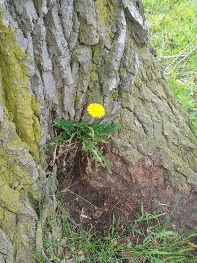Woodsdale Park - Toledo, OH