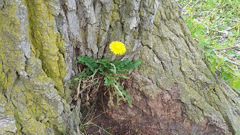 Woodsdale Park - Toledo, OH