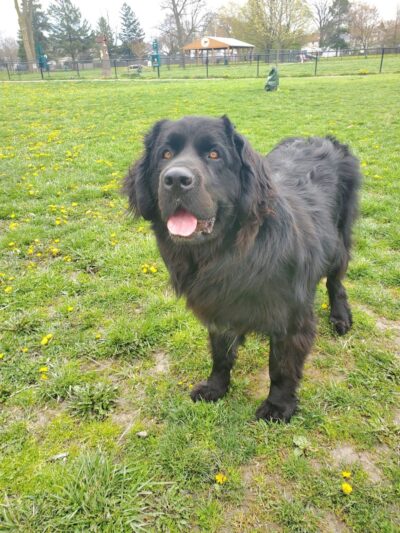 Woodsdale Park - Toledo, OH