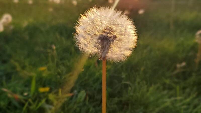 Woodsdale Park - Toledo, OH