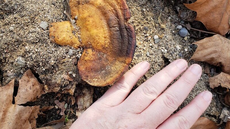 Trail Head - Trotwood, OH