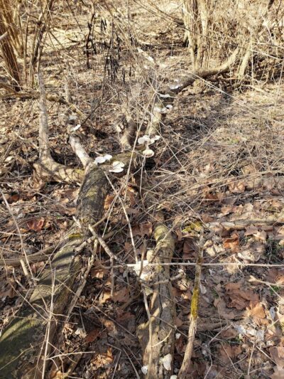 Trail Head - Trotwood, OH