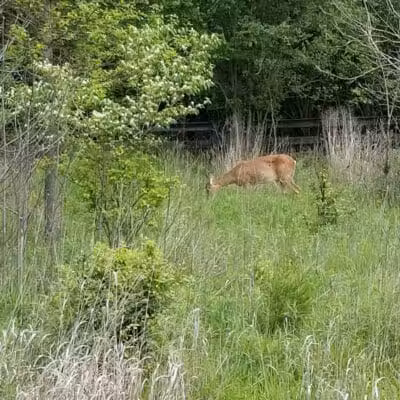 Hobart Urban Nature Preserve - Troy, OH