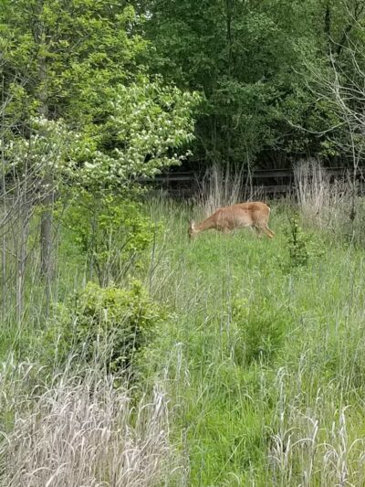 Hobart Urban Nature Preserve - Troy, OH