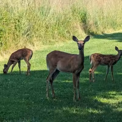 Hobart Urban Nature Preserve - Troy, OH