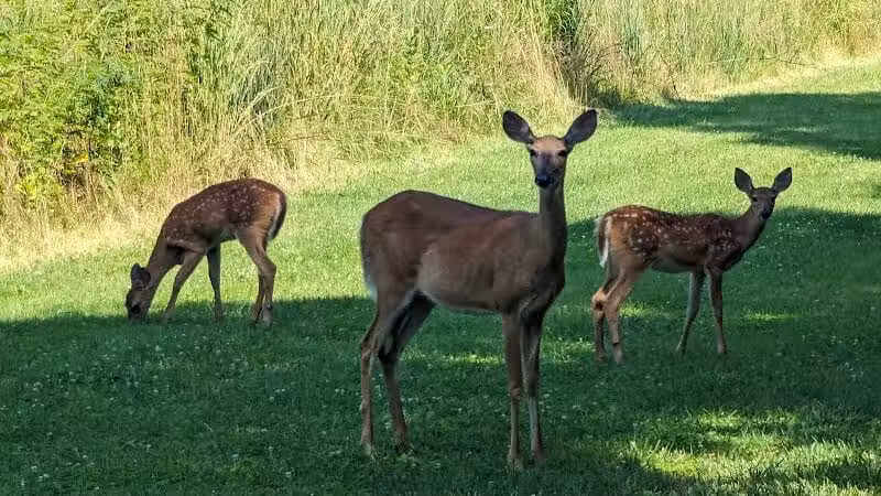 Hobart Urban Nature Preserve - Troy, OH