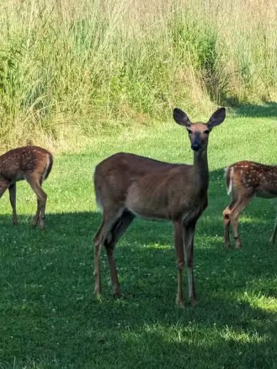 Hobart Urban Nature Preserve - Troy, OH