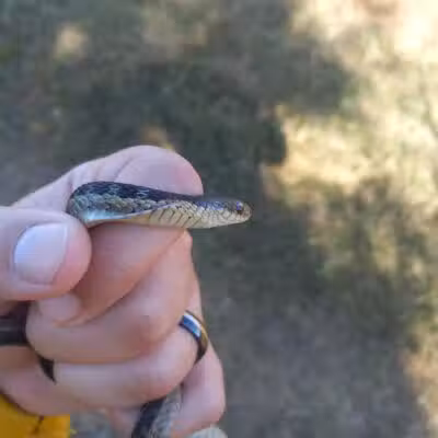 John A. Wannemacher Nature Reserve - Troy, OH