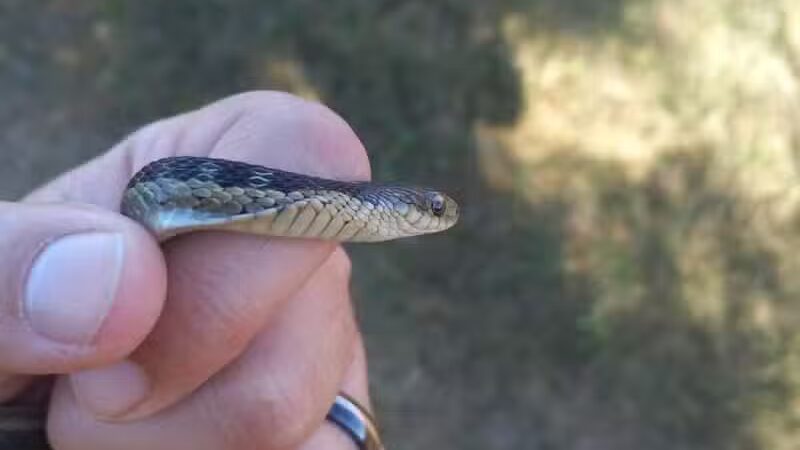 John A. Wannemacher Nature Reserve - Troy, OH