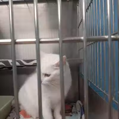 Miami County Animal Shelter - Troy, OH