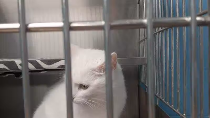 Miami County Animal Shelter - Troy, OH