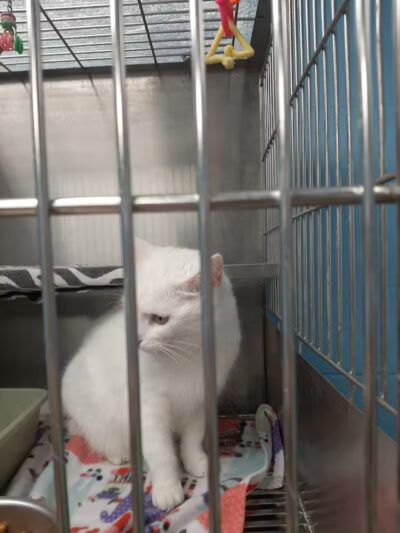 Miami County Animal Shelter - Troy, OH