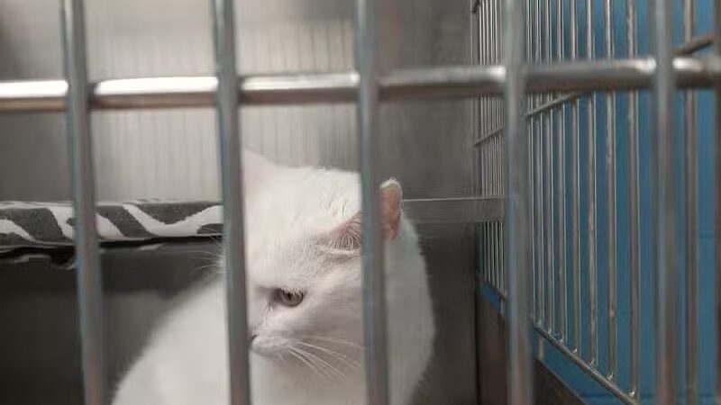 Miami County Animal Shelter - Troy, OH