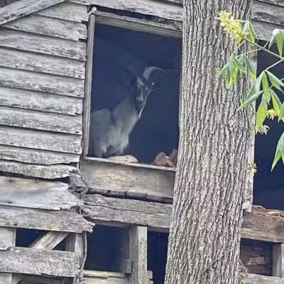 Miami County Animal Shelter - Troy, OH