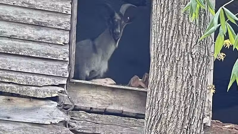 Miami County Animal Shelter - Troy, OH