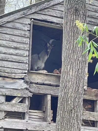 Miami County Animal Shelter - Troy, OH