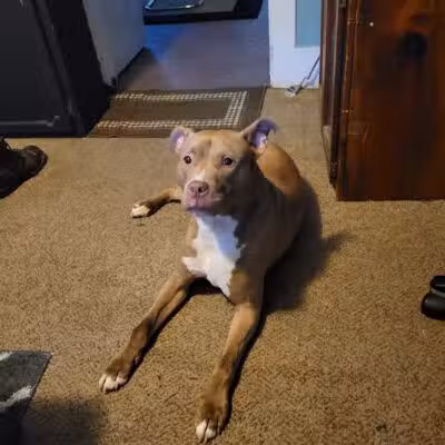 Miami County Animal Shelter - Troy, OH