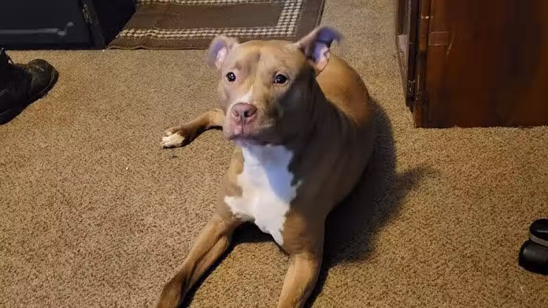 Miami County Animal Shelter - Troy, OH