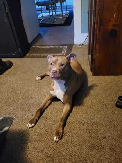 Miami County Animal Shelter - Troy, OH