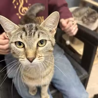 Miami County Animal Shelter - Troy, OH