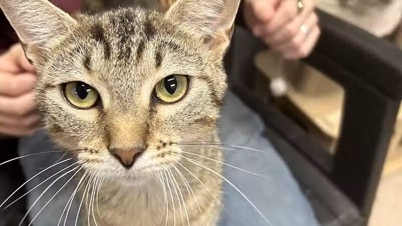 Miami County Animal Shelter - Troy, OH