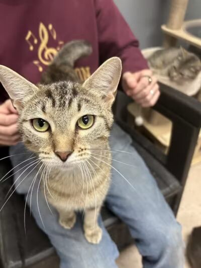 Miami County Animal Shelter - Troy, OH