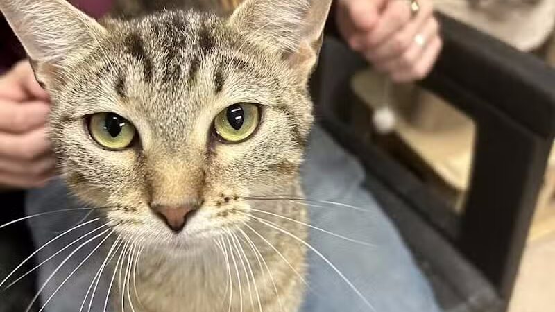 Miami County Animal Shelter - Troy, OH