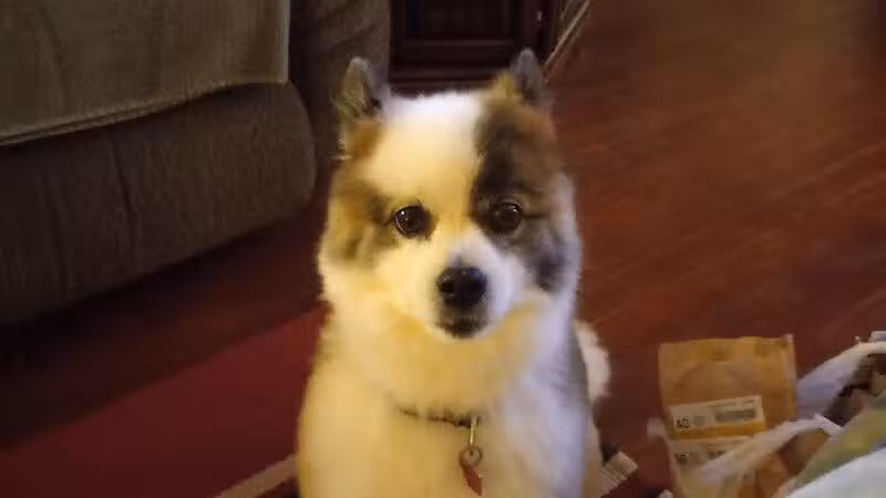 Miami County Animal Shelter - Troy, OH