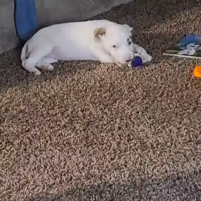 Miami County Animal Shelter - Troy, OH