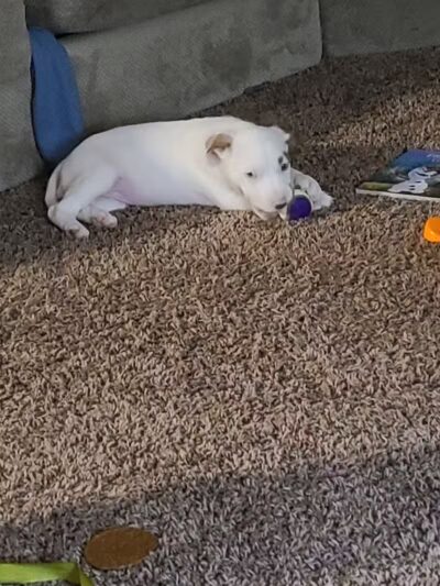 Miami County Animal Shelter - Troy, OH