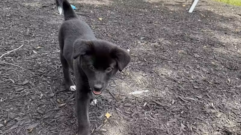 Miami County Animal Shelter - Troy, OH