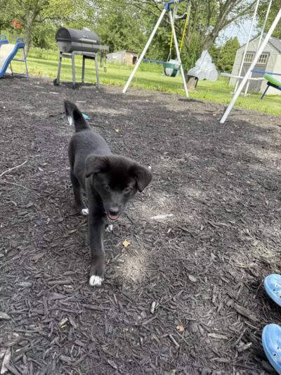 Miami County Animal Shelter - Troy, OH