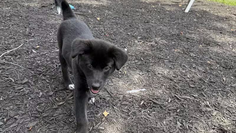 Miami County Animal Shelter - Troy, OH