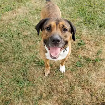 Miami County Animal Shelter - Troy, OH