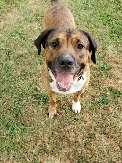 Miami County Animal Shelter - Troy, OH