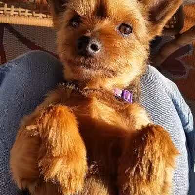 Miami County Animal Shelter - Troy, OH