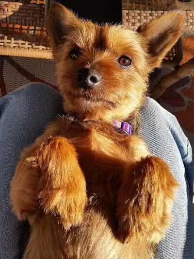 Miami County Animal Shelter - Troy, OH