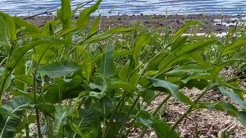 Miami Recreation Trails - Troy, OH