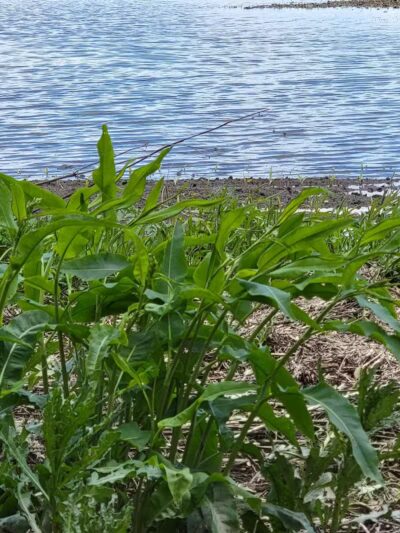 Miami Recreation Trails - Troy, OH