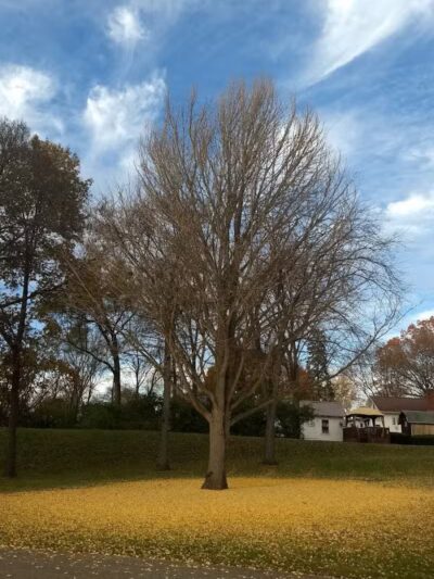 Troy City Park - Troy, OH