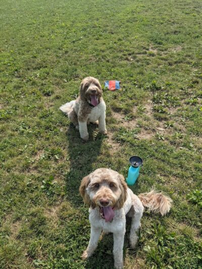 Twinsburg Dog Park - Twinsburg, OH