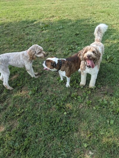 Twinsburg Dog Park - Twinsburg, OH