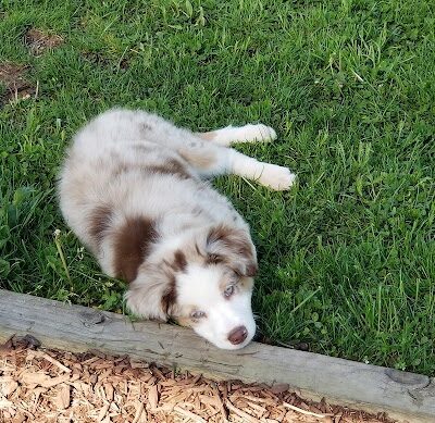 Dog Park - Uniontown, PA