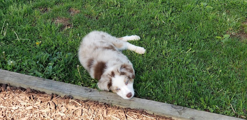 Dog Park - Uniontown, PA