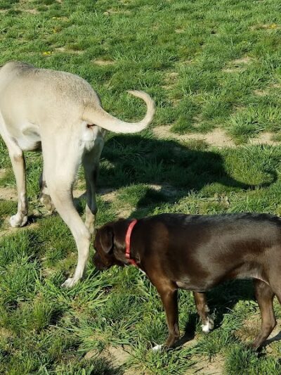 Tails on the Trail (Dog Park) - Uniontown, PA