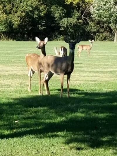 Stepping Stones Park - Upper Sandusky, OH