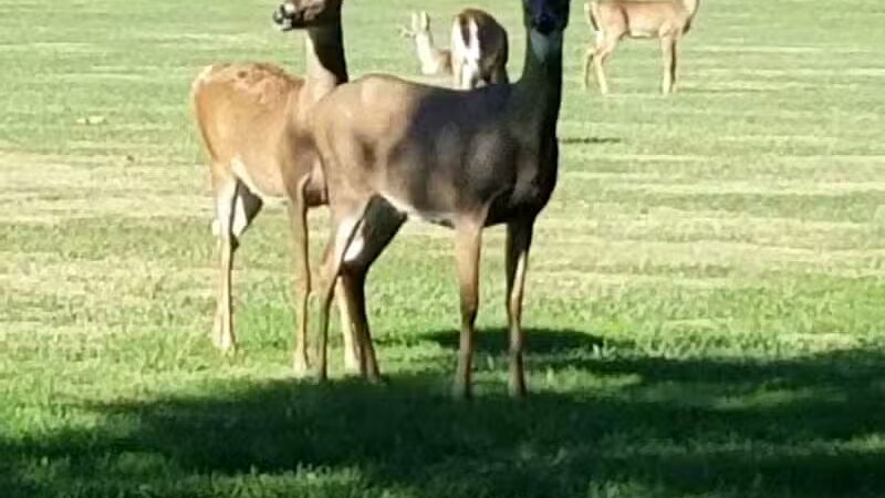 Stepping Stones Park - Upper Sandusky, OH
